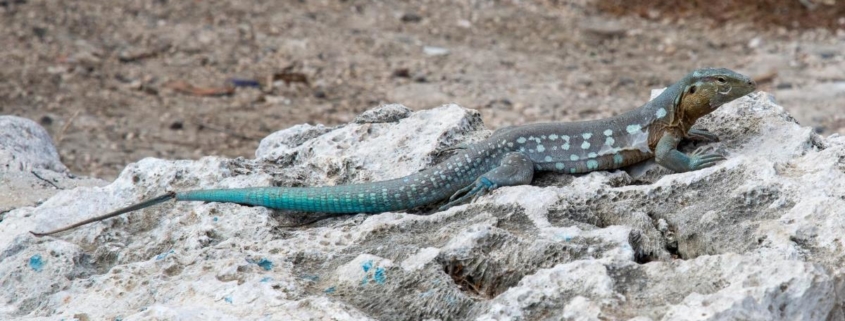 karibik_curacao_bonaire_gruppenreise_holger22