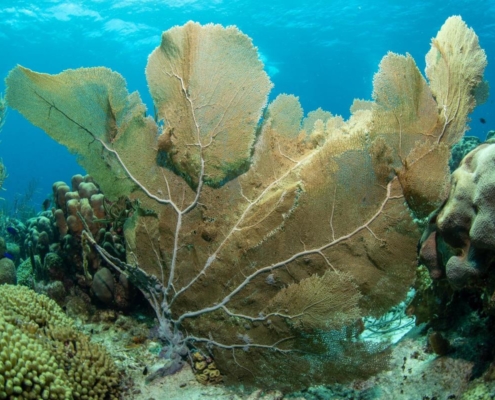 karibik_curacao_bonaire_gruppenreise_holger_unterwasserphotos01