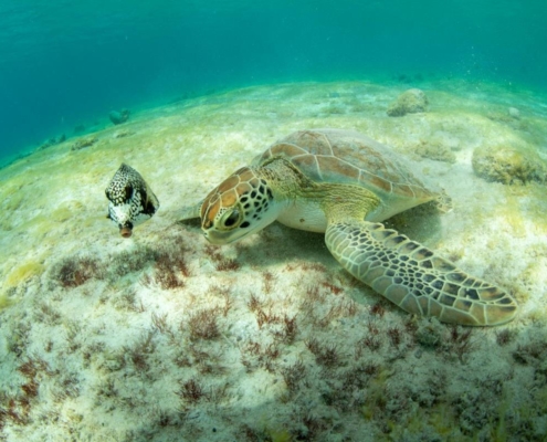 karibik_curacao_bonaire_gruppenreise_holger_unterwasserphotos03