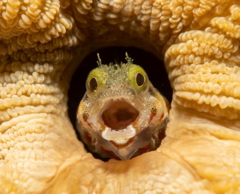 karibik_curacao_bonaire_gruppenreise_holger_unterwasserphotos04