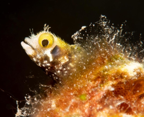 karibik_curacao_bonaire_gruppenreise_holger_unterwasserphotos05