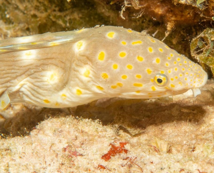 karibik_curacao_bonaire_gruppenreise_holger_unterwasserphotos06