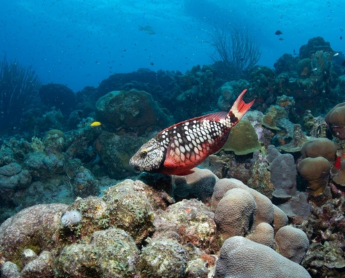 karibik_curacao_bonaire_gruppenreise_holger_unterwasserphotos07
