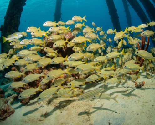 karibik_curacao_bonaire_gruppenreise_holger_unterwasserphotos08