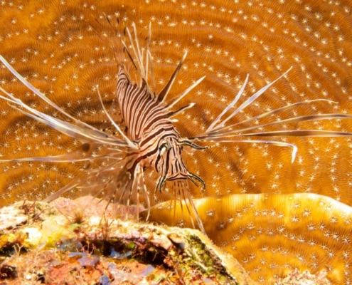 karibik_curacao_bonaire_gruppenreise_holger_unterwasserphotos09
