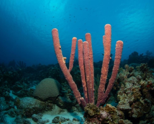 karibik_curacao_bonaire_gruppenreise_holger_unterwasserphotos10
