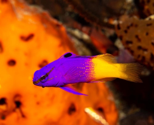 karibik_curacao_bonaire_gruppenreise_holger_unterwasserphotos11