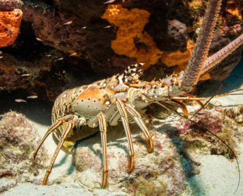 karibik_curacao_bonaire_gruppenreise_holger_unterwasserphotos12