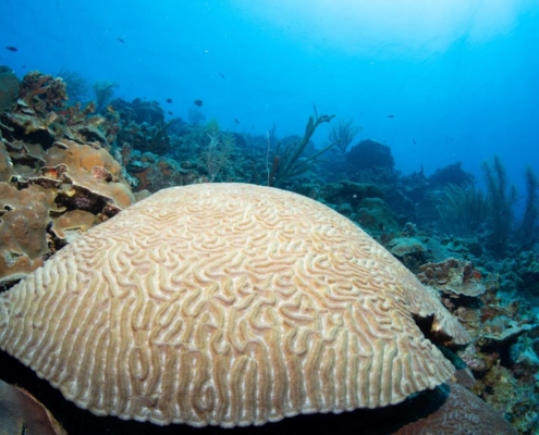 karibik_curacao_bonaire_gruppenreise_holger_unterwasserphotos13