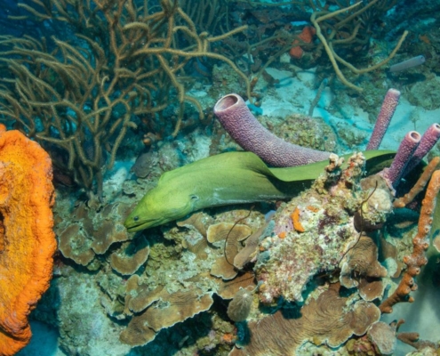 karibik_curacao_bonaire_gruppenreise_holger_unterwasserphotos16