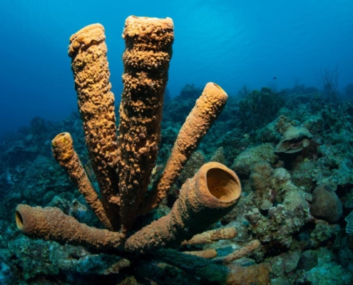 karibik_curacao_bonaire_gruppenreise_holger_unterwasserphotos17