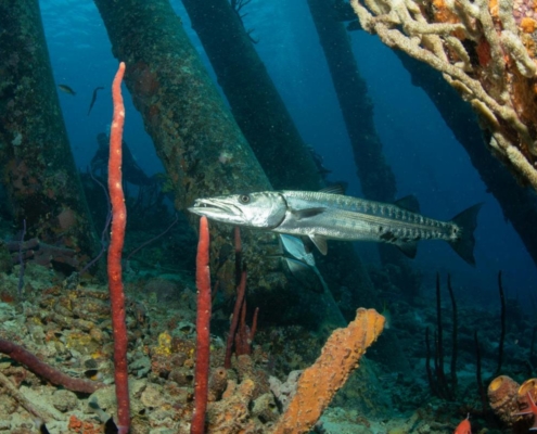 karibik_curacao_bonaire_gruppenreise_holger_unterwasserphotos18