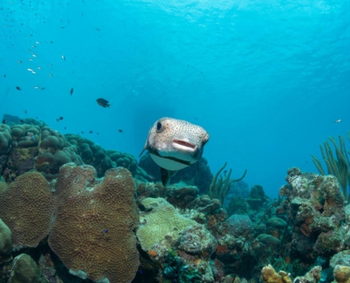 karibik_curacao_bonaire_gruppenreise_holger_unterwasserphotos19