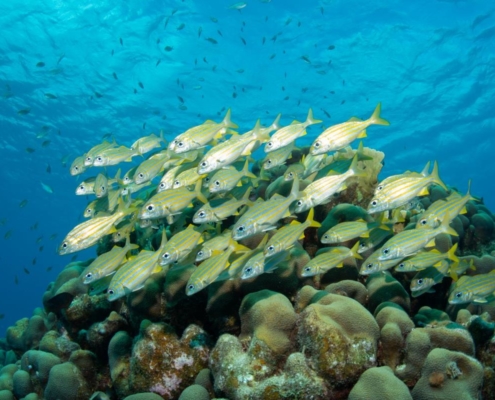 karibik_curacao_bonaire_gruppenreise_holger_unterwasserphotos20