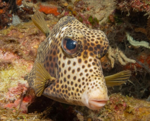 karibik_curacao_bonaire_gruppenreise_holger_unterwasserphotos21