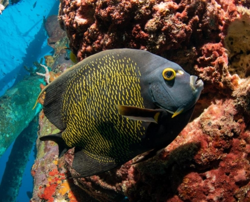 karibik_curacao_bonaire_gruppenreise_holger_unterwasserphotos23