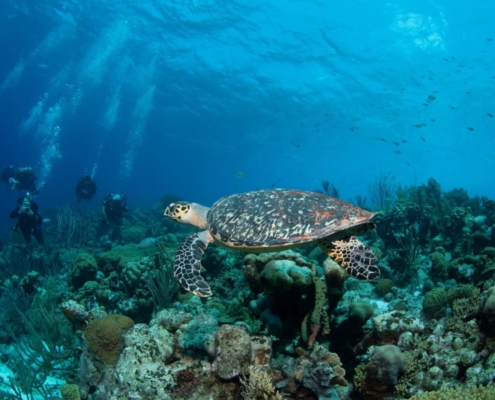 karibik_curacao_bonaire_gruppenreise_holger_unterwasserphotos24