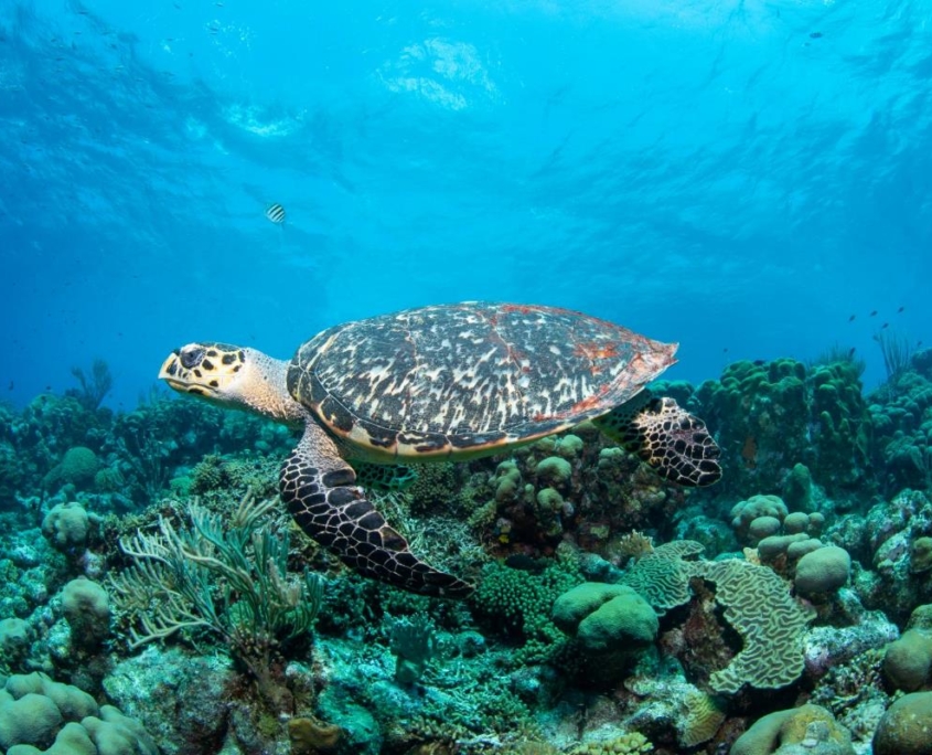 karibik_curacao_bonaire_gruppenreise_holger_unterwasserphotos25