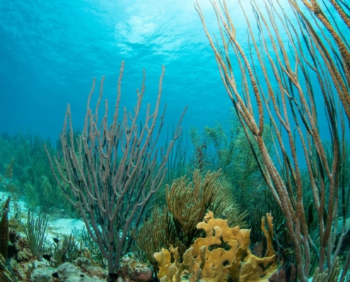 karibik_curacao_bonaire_gruppenreise_holger_unterwasserphotos26