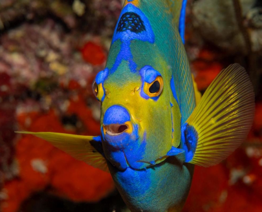 karibik_curacao_bonaire_gruppenreise_holger_unterwasserphotos27