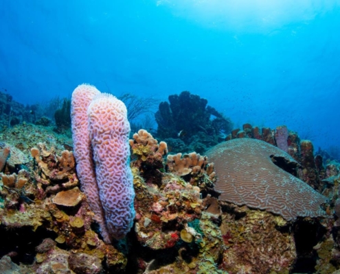 karibik_curacao_bonaire_gruppenreise_holger_unterwasserphotos28