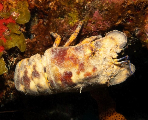 karibik_curacao_bonaire_gruppenreise_holger_unterwasserphotos29