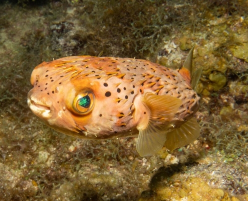 karibik_curacao_bonaire_gruppenreise_holger_unterwasserphotos30