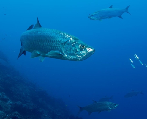 karibik_curacao_bonaire_gruppenreise_holger_unterwasserphotos31