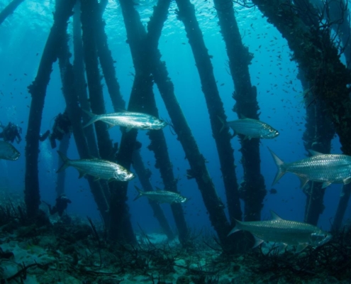 karibik_curacao_bonaire_gruppenreise_holger_unterwasserphotos32