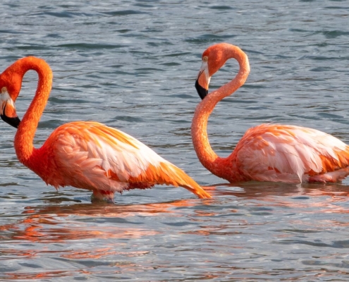 karibik_curacao_bonaire_gruppenreise_holger_unterwasserphotos33