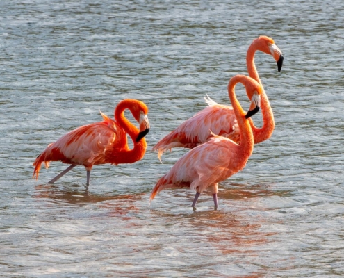 karibik_curacao_bonaire_gruppenreise_holger_unterwasserphotos34