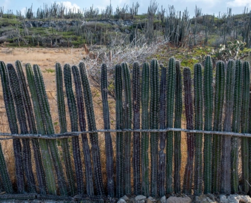karibik_curacao_bonaire_gruppenreise_holger_unterwasserphotos37
