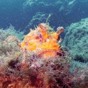 mittelmeer_italien_sardinien_bubbletalks