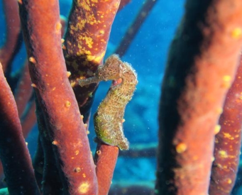 reisebericht_bonaire_curacao_gruppenreise_fiedler_2021_10