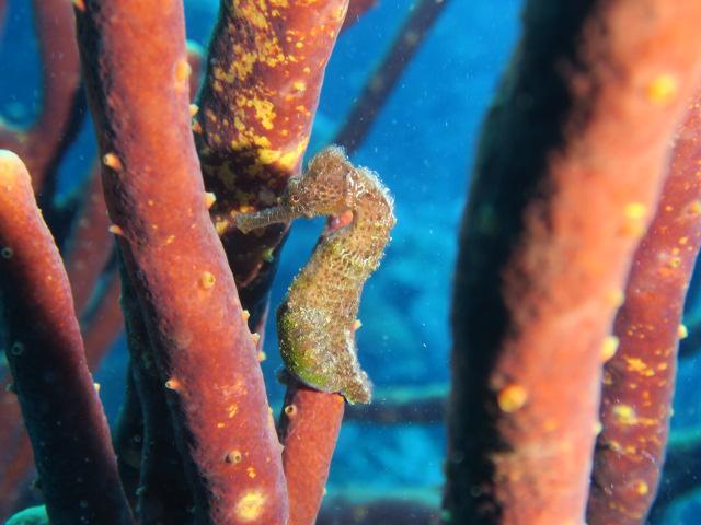 reisebericht_bonaire_curacao_gruppenreise_fiedler_2021_10