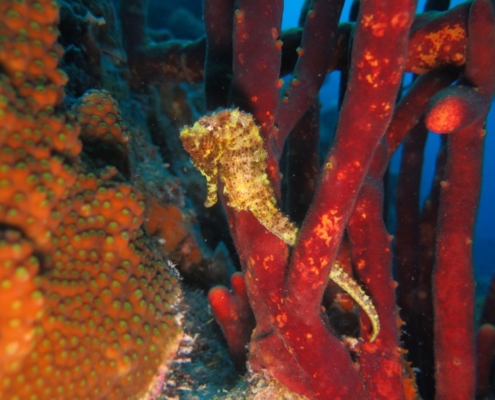 reisebericht_bonaire_curacao_gruppenreise_fiedler_2021_11