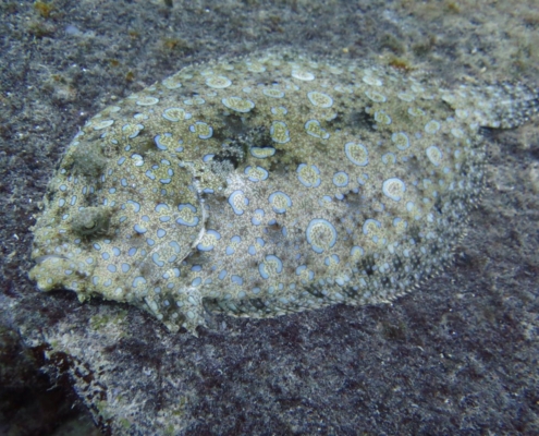 reisebericht_bonaire_curacao_gruppenreise_fiedler_2021_12