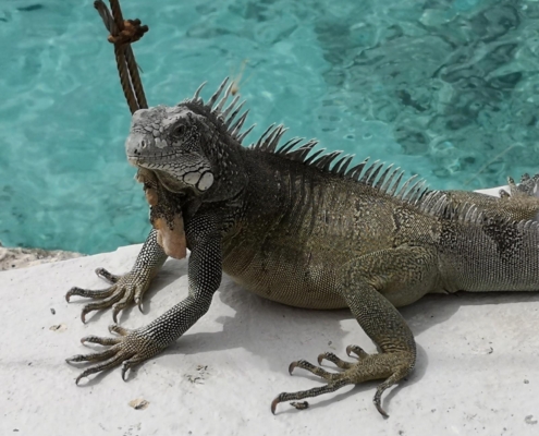 reisebericht_bonaire_curacao_gruppenreise_fiedler_2021_6