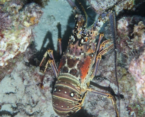 reisebericht_bonaire_curacao_gruppenreise_fiedler_2021_7