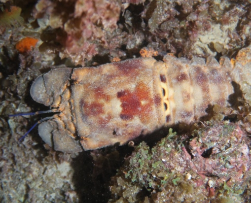 reisebericht_bonaire_curacao_gruppenreise_fiedler_2021_8