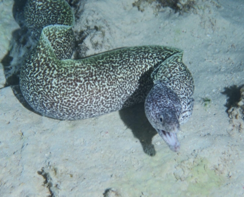 reisebericht_bonaire_curacao_gruppenreise_fiedler_2021_9