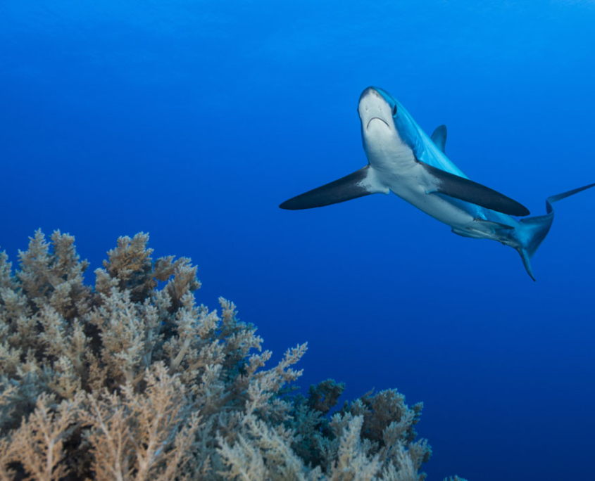 banner_rotes_meer_aegypten_tauchen_top_tauchplaetze_fuchshai