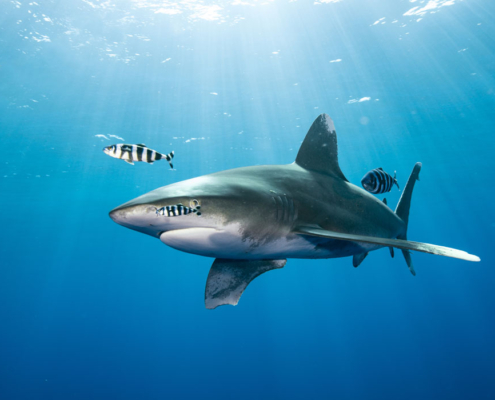 banner_rotes_meer_aegypten_tauchen_top_tauchplaetze_longimanus