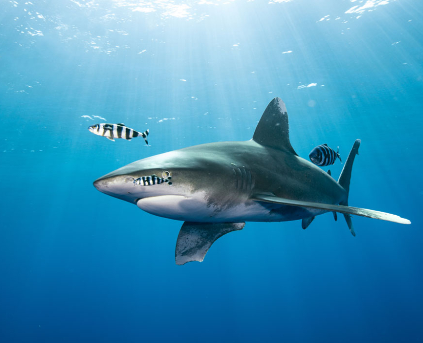 banner_rotes_meer_aegypten_tauchen_top_tauchplaetze_longimanus