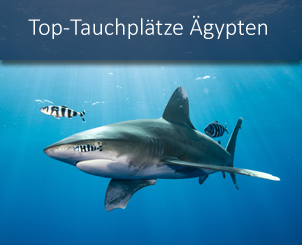 banner_top_tauchplaetze_aegypten_rotes_meer_longimanus