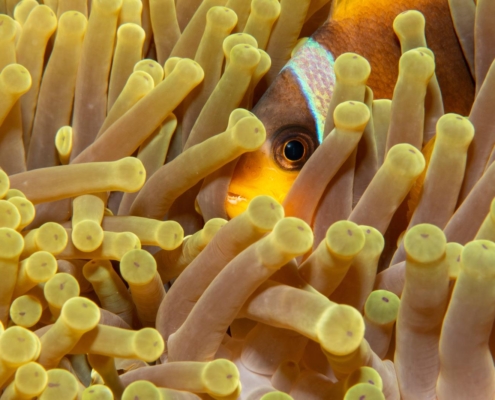aegypten_rotes_meer_tauchen_tauchreisen_unterwasser_photo_anemonenfisch