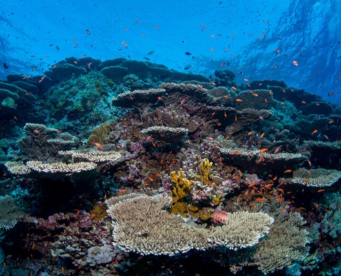 aegypten_rotes_meer_tauchen_tauchreisen_unterwasser_photo_brother_island