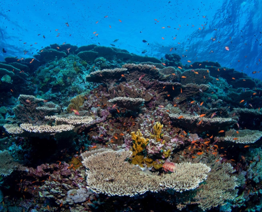 aegypten_rotes_meer_tauchen_tauchreisen_unterwasser_photo_brother_island