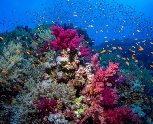 aegypten_rotes_meer_tauchen_tauchreisen_unterwasser_photo_brother_islands