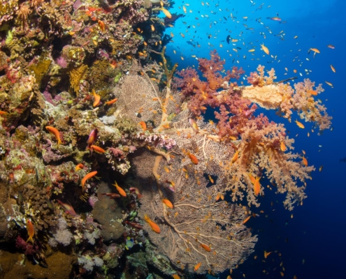 aegypten_rotes_meer_tauchen_tauchreisen_unterwasser_photo_elphinstone_reef